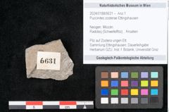 Foto (Objekt + Etikett) von Puccinites zosterae Ettingshausen (NHMW-GEO-2024-0188-6631)
